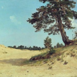Pine on sand